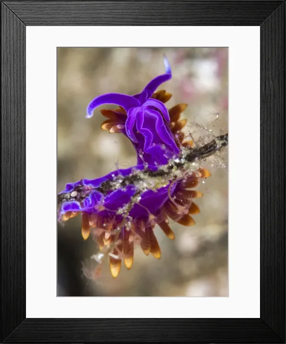 Framed Print : Picture No. 10900402 Framed Print : Picture No. 10900402
