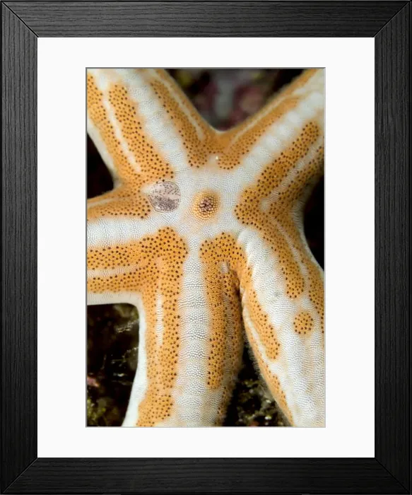 Framed Print : Picture No. 10900404 Framed Print : Picture No. 10900404