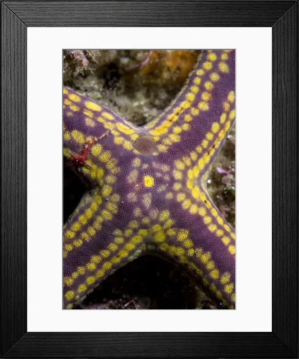 Framed Print : Picture No. 10900405 Framed Print : Picture No. 10900405