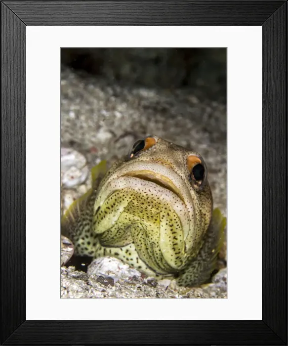 Framed Print : Picture No. 10900408 Framed Print : Picture No. 10900408