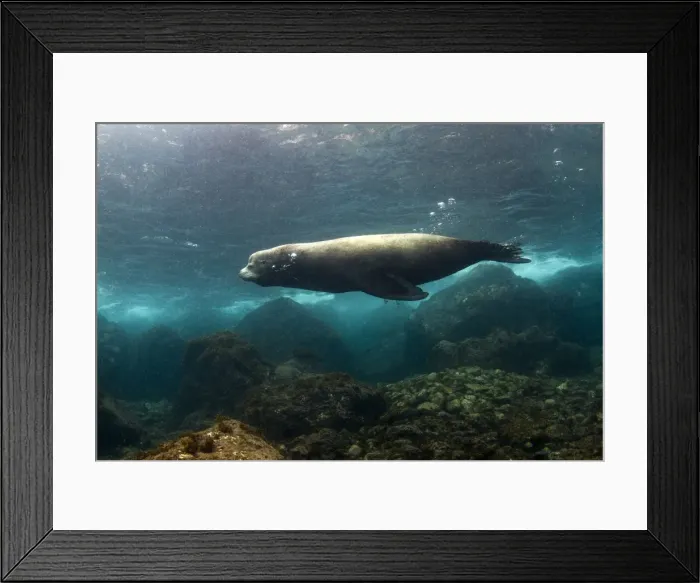 Framed Print : Picture No. 10900409 Framed Print : Picture No. 10900409
