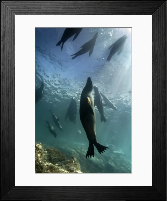Framed Print : Picture No. 10900412 Framed Print : Picture No. 10900412