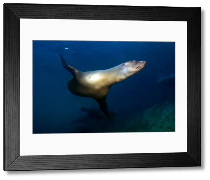 Framed Print : Picture No. 10900410 Framed Print : Picture No. 10900410