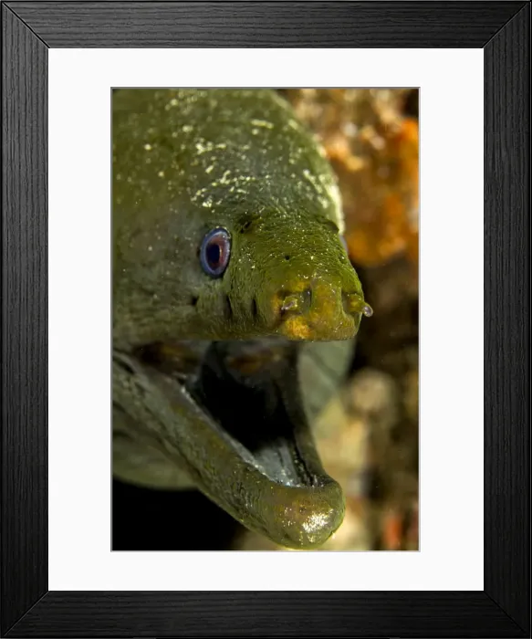 Framed Print : Picture No. 10900414