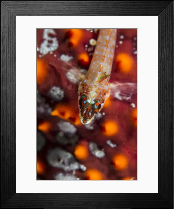 Framed Print : Picture No. 10900417 Framed Print : Picture No. 10900417