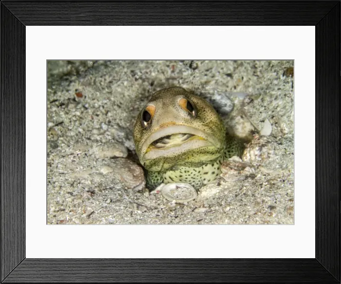 Framed Print : Picture No. 10900407 Framed Print : Picture No. 10900407