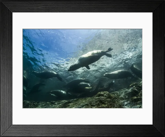 Framed Print : Picture No. 10900411