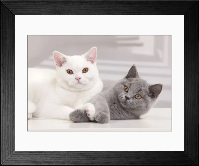 Framed Print : Picture No. 10888084