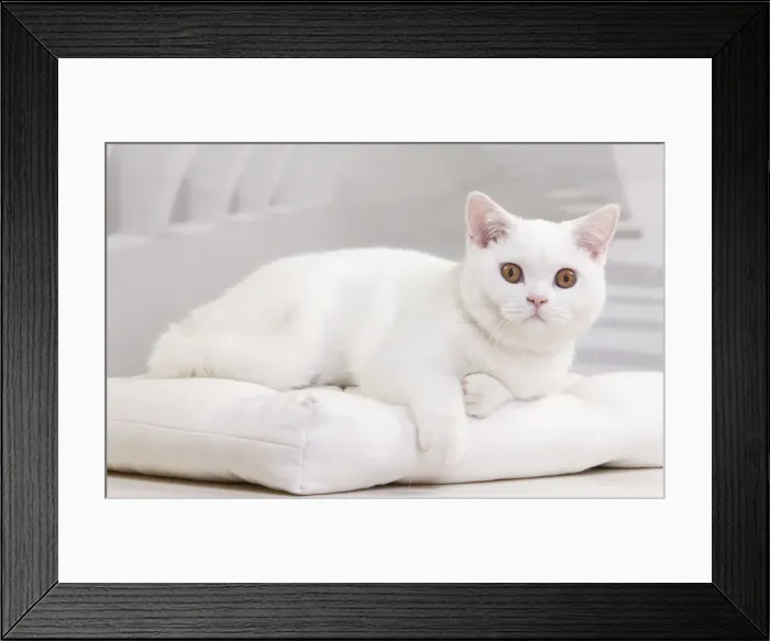 Framed Print : Picture No. 10888079 Framed Print : Picture No. 10888079