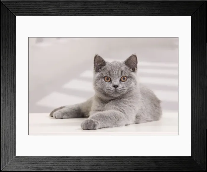 Framed Print : Picture No. 10888085 Framed Print : Picture No. 10888085
