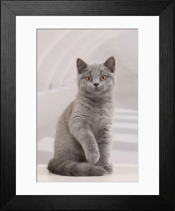 Framed Print : Picture No. 10888081 Framed Print : Picture No. 10888081
