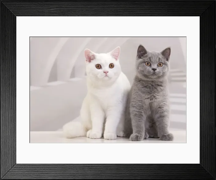 Framed Print : Picture No. 10888082 Framed Print : Picture No. 10888082