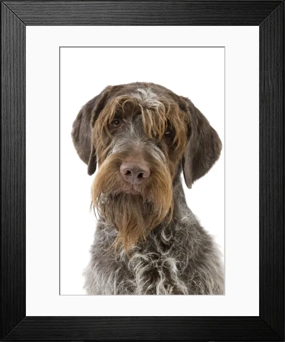Framed Print : Picture No. 10888086 Framed Print : Picture No. 10888086