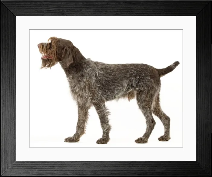 Framed Print : Picture No. 10888090 Framed Print : Picture No. 10888090