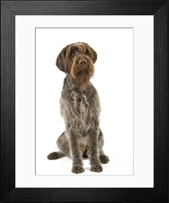 Framed Print : Picture No. 10888087 Framed Print : Picture No. 10888087