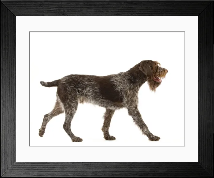 Framed Print : Picture No. 10888092 Framed Print : Picture No. 10888092