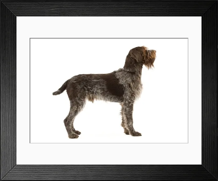 Framed Print : Picture No. 10888091 Framed Print : Picture No. 10888091