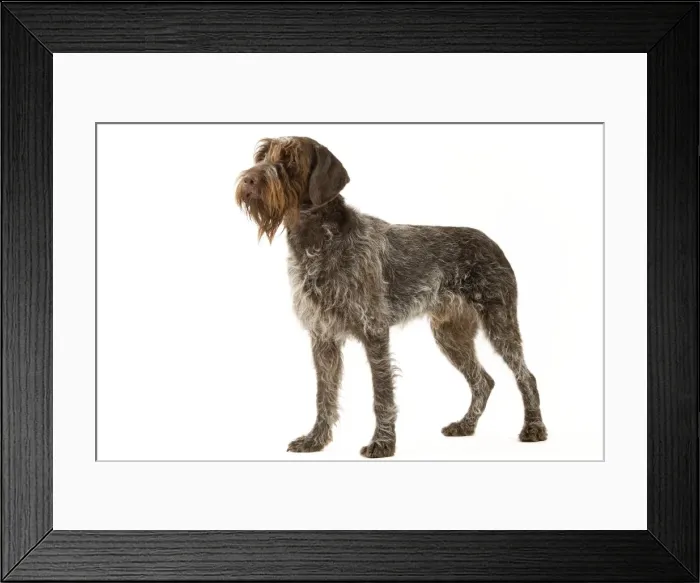 Framed Print : Picture No. 10888089