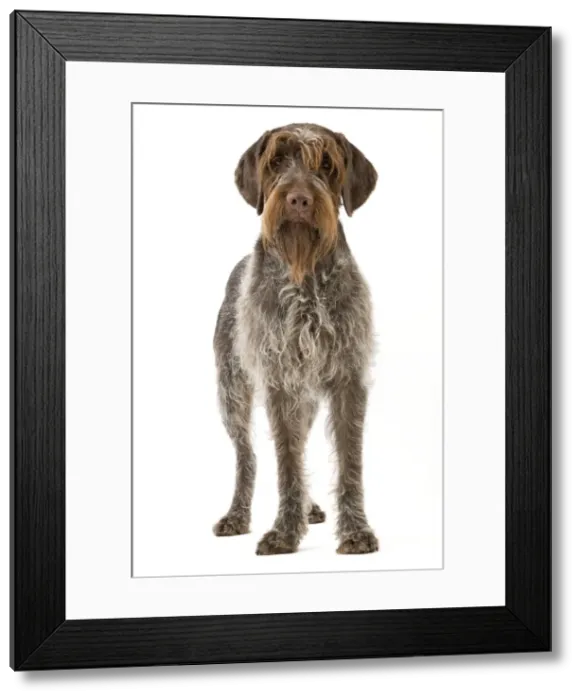 Framed Print : Picture No. 10888088