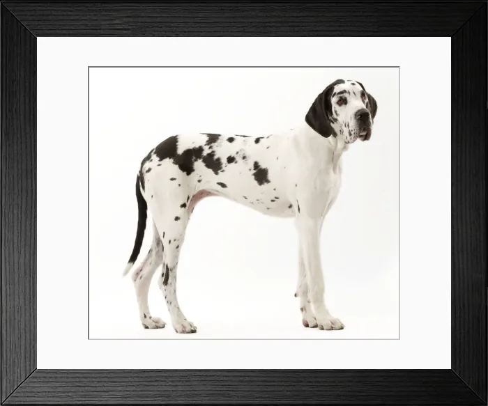 Framed Print : Picture No. 10888095 Framed Print : Picture No. 10888095