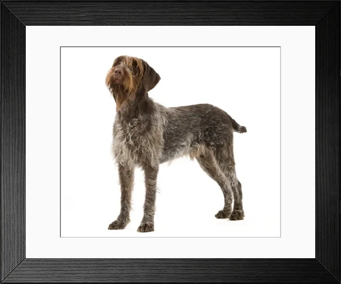 Framed Print : Picture No. 10888093 Framed Print : Picture No. 10888093