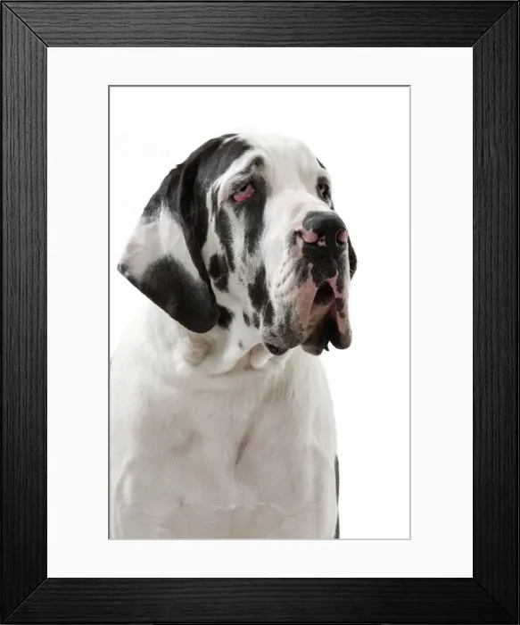 Framed Print : Picture No. 10888097 Framed Print : Picture No. 10888097