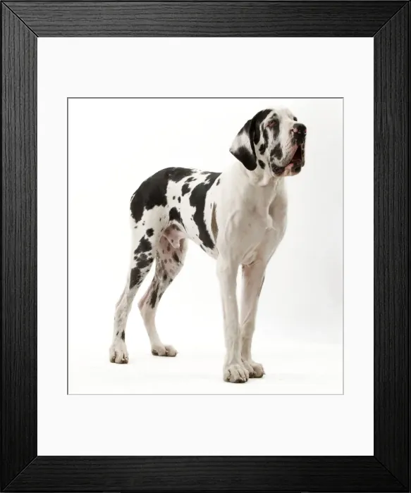 Framed Print : Picture No. 10888098 Framed Print : Picture No. 10888098