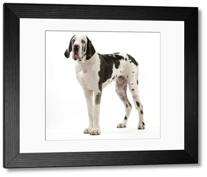 Framed Print : Picture No. 10888096 Framed Print : Picture No. 10888096