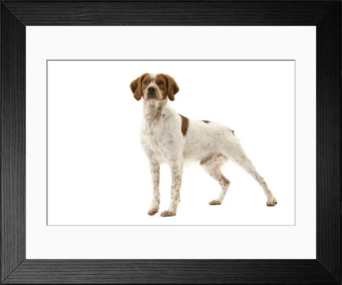 Framed Print : Picture No. 10888103