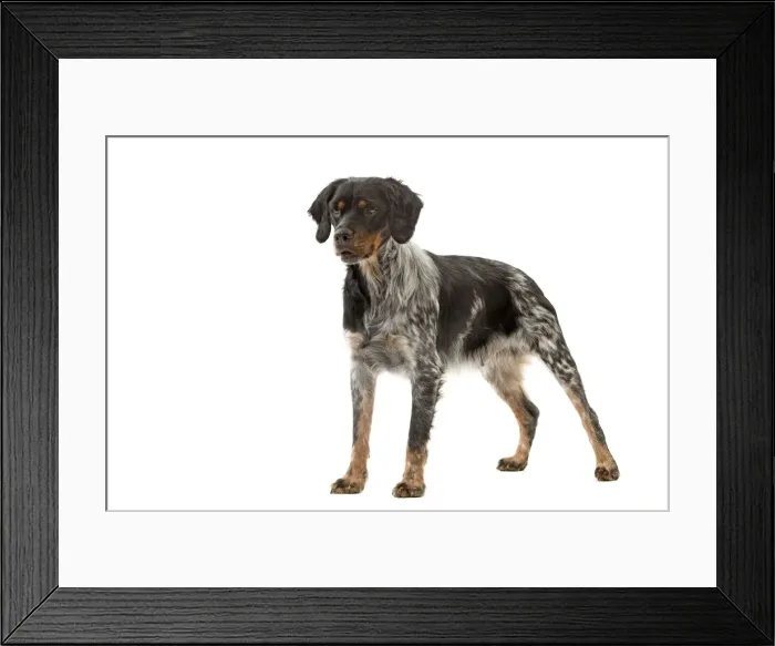 Framed Print : Picture No. 10888099 Framed Print : Picture No. 10888099