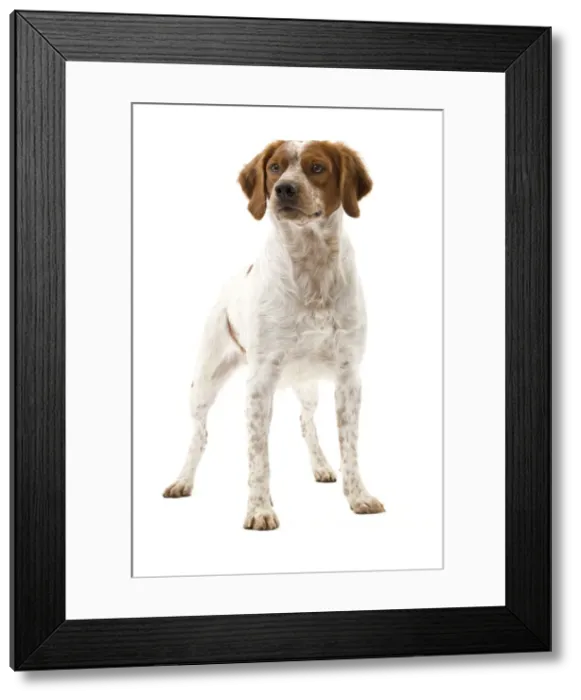 Framed Print : Picture No. 10888105 Framed Print : Picture No. 10888105