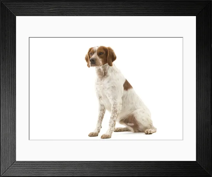 Framed Print : Picture No. 10888102 Framed Print : Picture No. 10888102