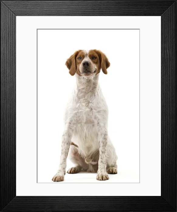 Framed Print : Picture No. 10888104 Framed Print : Picture No. 10888104