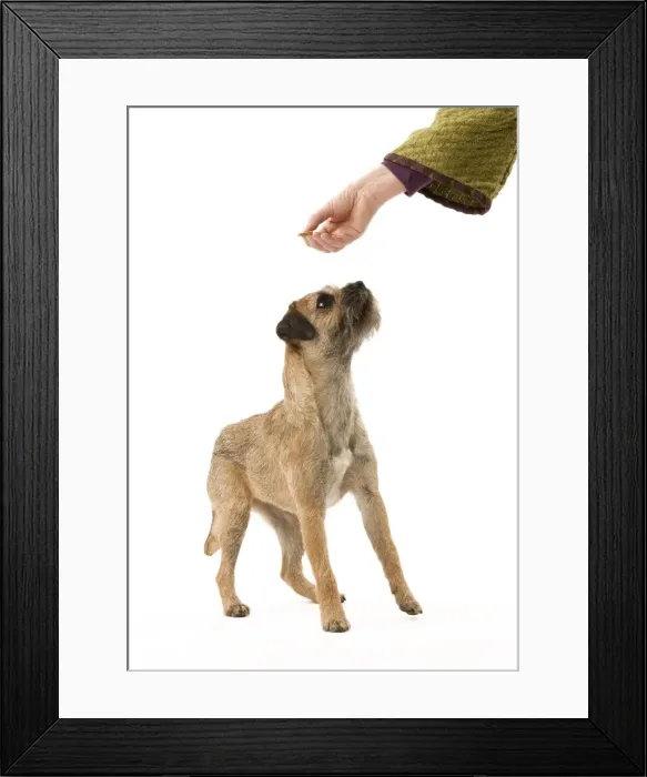 Framed Print : Picture No. 10888117 Framed Print : Picture No. 10888117