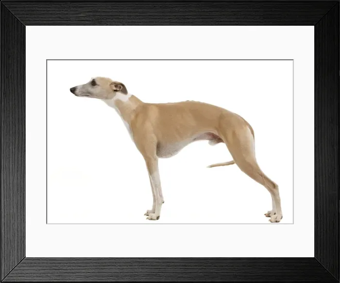 Framed Print : Picture No. 10888119 Framed Print : Picture No. 10888119