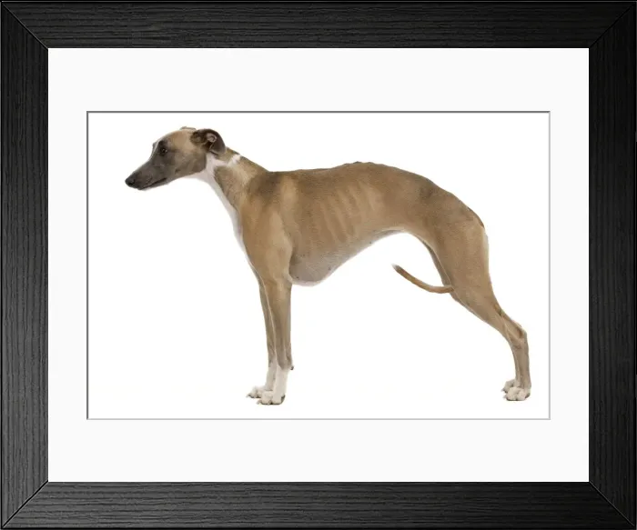 Framed Print : Picture No. 10888121 Framed Print : Picture No. 10888121