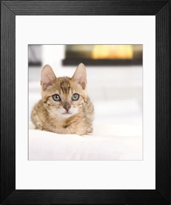 Framed Print : Picture No. 10888125 Framed Print : Picture No. 10888125