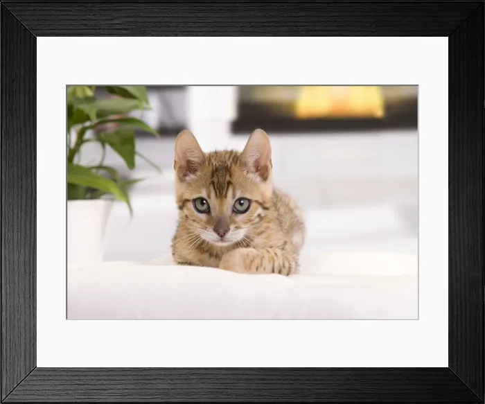 Framed Print : Picture No. 10888126 Framed Print : Picture No. 10888126