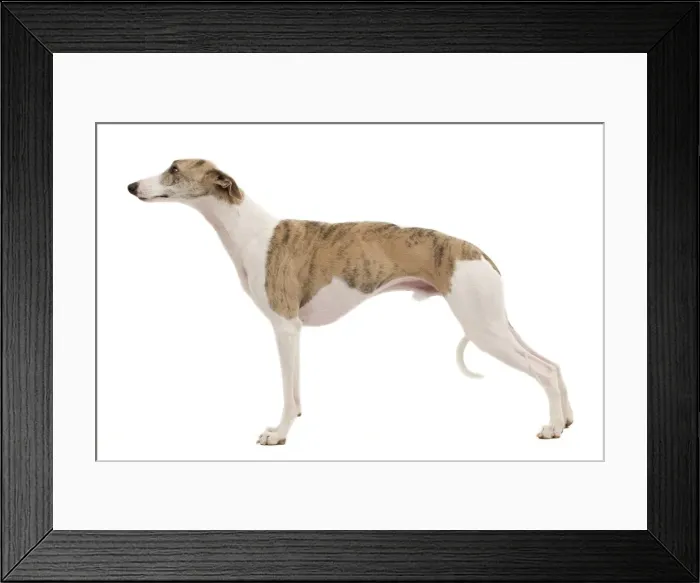 Framed Print : Picture No. 10888120 Framed Print : Picture No. 10888120
