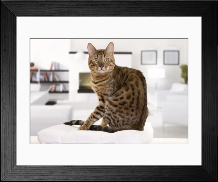 Framed Print : Picture No. 10888131 Framed Print : Picture No. 10888131