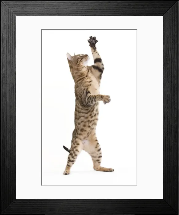 Framed Print : Picture No. 10888134 Framed Print : Picture No. 10888134