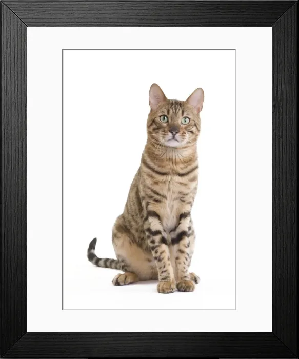 Framed Print : Picture No. 10888139 Framed Print : Picture No. 10888139