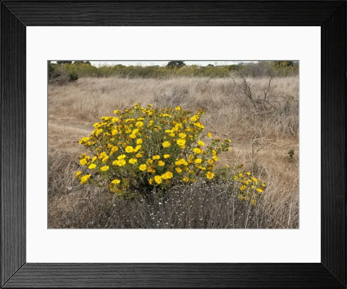 Framed Print : Picture No. 10899423 Framed Print : Picture No. 10899423