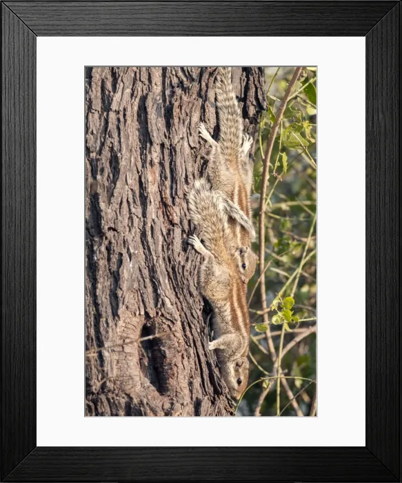 Framed Print : Picture No. 10899580 Framed Print : Picture No. 10899580