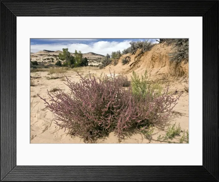 Framed Print : Picture No. 10899433 Framed Print : Picture No. 10899433