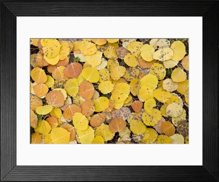 Framed Print : Picture No. 10899438 Framed Print : Picture No. 10899438