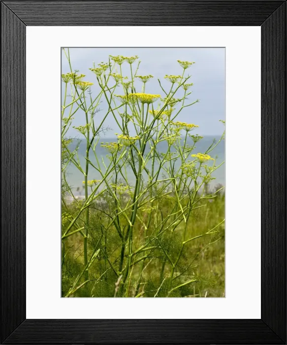 Framed Print : Picture No. 10899456