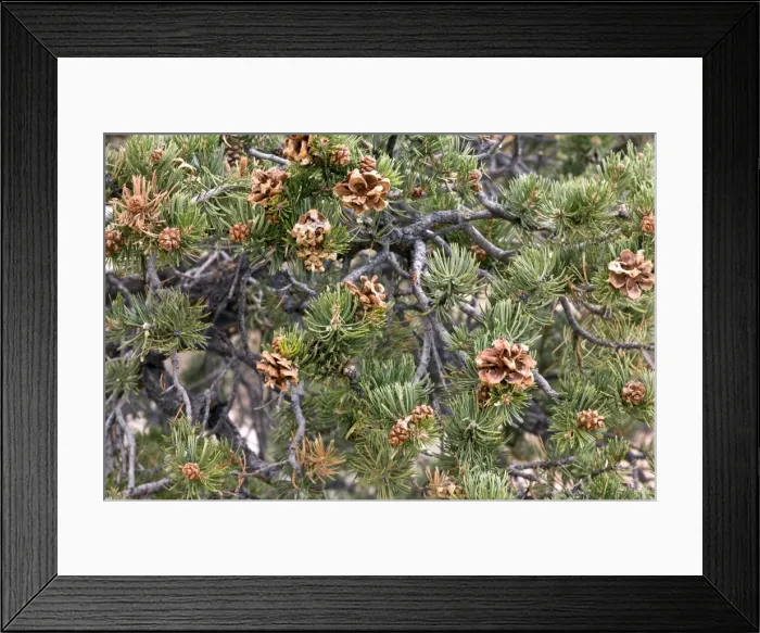 Framed Print : Picture No. 10899432 Framed Print : Picture No. 10899432