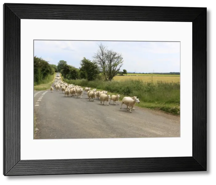 Framed Print : Picture No. 10900470 Framed Print : Picture No. 10900470