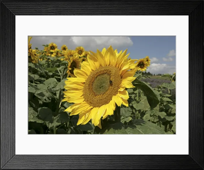 Framed Print : Picture No. 10900568